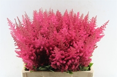 Astilbe Else Schluck 60cm