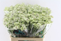 Astrantia Billion Stars Xl 60cm