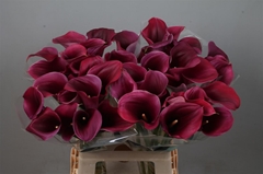 Zantedeschia Captain Promise 65cm