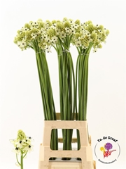 Ornithogalum Saundersiae 90cm