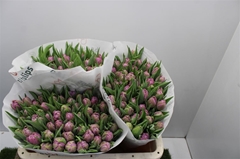 Tulip Double Double Price 35cm 35gr.