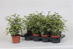 Ficus Benjamina Kinky 12Ø 35cm