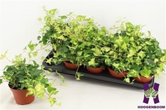 Hedera Helix Golden Jytte 12Ø 15cm