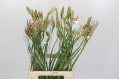 Amarine Belladiva Emanuelle 75cm