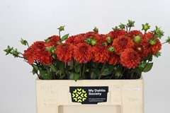 Dahlia Orange Fox 50cm