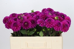 Dahlia Purple Fox 50cm