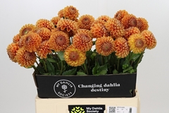 Dahlia Cornel Bronze 60cm