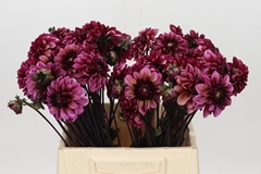 Dahlia Seniors Hope 40cm