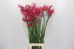 Nerine Minerva 75cm