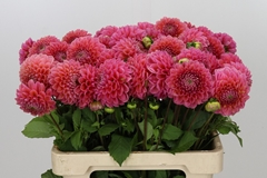 Dahlia Raspberry Baby 55cm