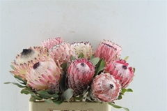 Protea Magnifica 60cm