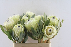 Protea Magnifica Polar Princess 60cm