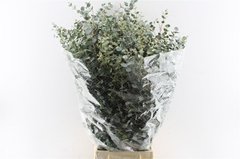 Eucalyptus Gunnii Per Bunch 70cm 300gr.