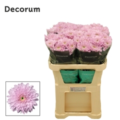 Chrysanth Single Petrushka 72cm 80gr.