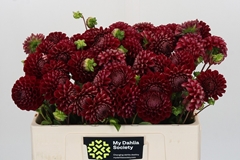 Dahlia Cornel 50cm