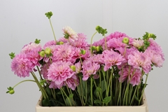 Dahlia Vera Louise 55cm