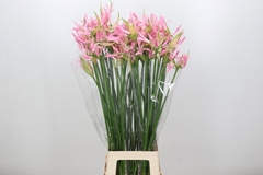 Nerine Pink Wonder 85cm