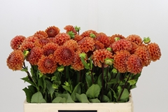Dahlia Cornel Bronze 55cm