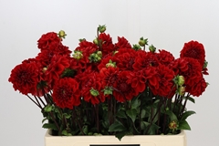 Dahlia Jowey Velvet 55cm