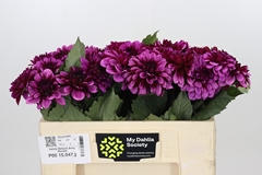 Dahlia Melissa Anne Marijke 50cm