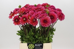 Dahlia Isa Candy 50cm