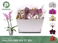 Phalaenopsis Multiflora Mix 5 Colours 12Ø 55cm 2st