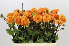 Dahlia Sylvia 55cm