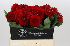 Dahlia Heatwave 60cm