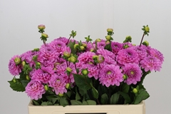 Dahlia Veerle 50cm