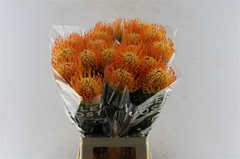 Leucospermum Ayoba Sun 70cm
