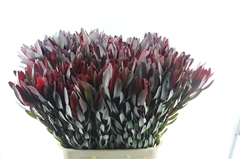 Leucadendron Safari Sunset 80cm