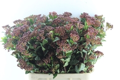 Viburnum Tinus Red Spirit 80cm