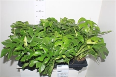 Rhaphidophora Tetrasperma 12Ø 30cm