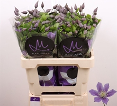 Clematis Amazing Sofia 60cm