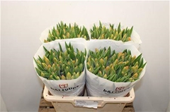 Tulip Single Orange Juice 40cm 40gr.
