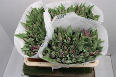Tulip Single Zuzuki 35cm 35gr.