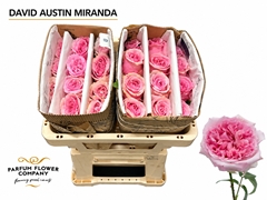Rosa David Austin Miranda 50cm