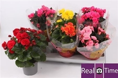 Begonia Double Mix 13Ø 30cm