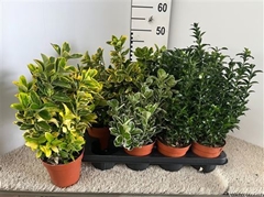 Euonymus Mix 13Ø 30cm