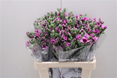 Dianthus Spray Single Solomio Gio 60cm