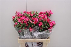 Dianthus Spray Single Solomio Imre 60cm