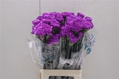 Dianthus Single Florigene Moonlite 70cm