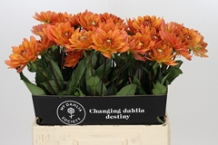Dahlia Dr Phill 60cm