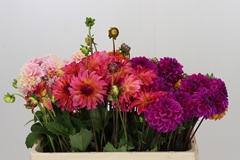 Dahlia Mix 50cm