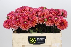 Dahlia Daisy Duke 50cm