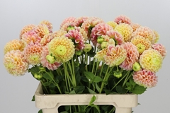 Dahlia Sweet Suzanne 55cm