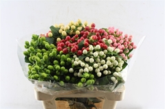 Hypericum Coco Mix 65cm