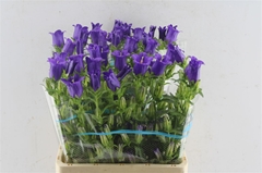 Campanula Champion Blue 70cm