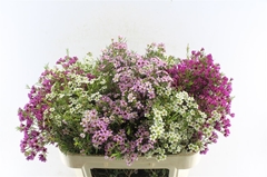 Chamelaucium Mixed In Bunch 70cm 55gr.