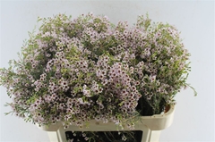Chamelaucium Michal 70cm 60gr.